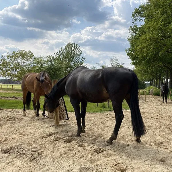 Hippische accommodatie Zuid Limburg